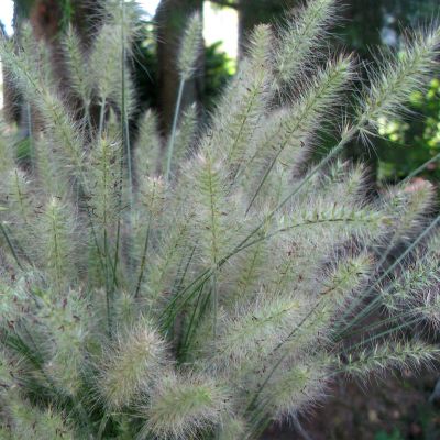 Image showing  Ornamental Grass Dwarf Fountain One 3.25 in. Dormant Potted Plant, 84591