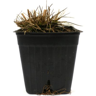 Image showing  Ornamental Grass Dwarf Fountain One 3.25 in. Dormant Potted Plant, 84591