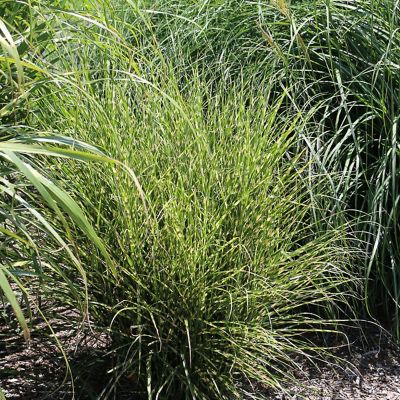 Van Zyverden Ornamental Grass Bandwidth Miscanthus One 3.25 in. Dormant Potted Plant, 84593