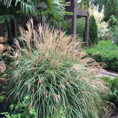 Image showing  Ornamental Grass Dwarf Maiden Grass One 3.25 in. Dormant Potted Plant, 84594