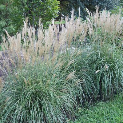Image showing  Ornamental Grass Dwarf Maiden Grass One 3.25 in. Dormant Potted Plant, 84594