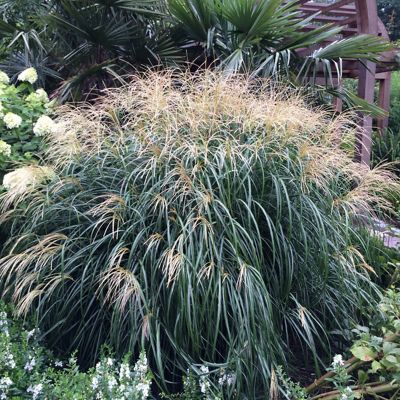 Image showing  Ornamental Grass Dwarf Maiden Grass One 3.25 in. Dormant Potted Plant, 84594