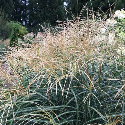 Image showing  Ornamental Grass Dwarf Maiden Grass One 3.25 in. Dormant Potted Plant, 84594