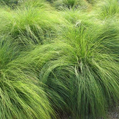 Van Zyverden Ornamental Grass Prairie Dropseed One 3.25 in. Dormant Potted Plant, 84595