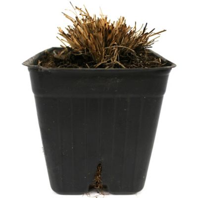 Image showing  Ornamental Grass Prairie Dropseed One 3.25 in. Dormant Potted Plant, 84595