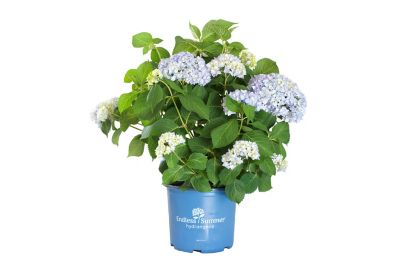 Endless Summer 3 gal. Blue and Pink Hydrangea Plant