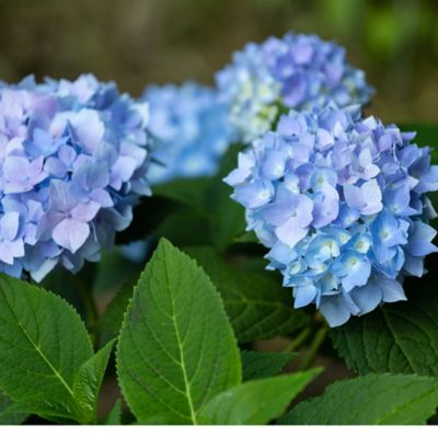 Image showing  3 gal. Blue and Pink Hydrangea Plant