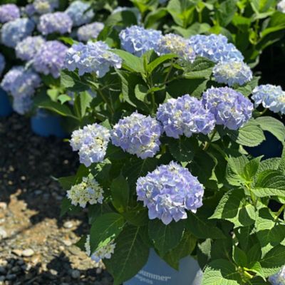 Image showing  3 gal. Blue and Pink Hydrangea Plant