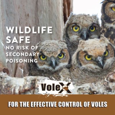 Image showing 8 th VoleX 8 oz. Non-Toxic Vole Killer Pellets, Effective Against All Species of Voles