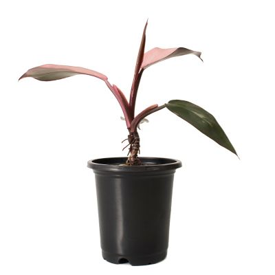 National Plant Network 4 in. Pink Princess Philodendron Plant