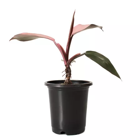 National Plant Network 4" Pink Princess Philodendron Plant Perennials