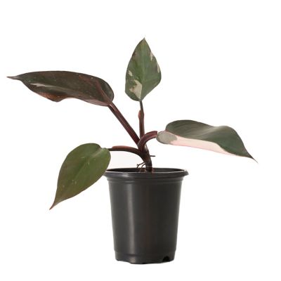 Image showing  4 in. Pink Princess Philodendron Plant