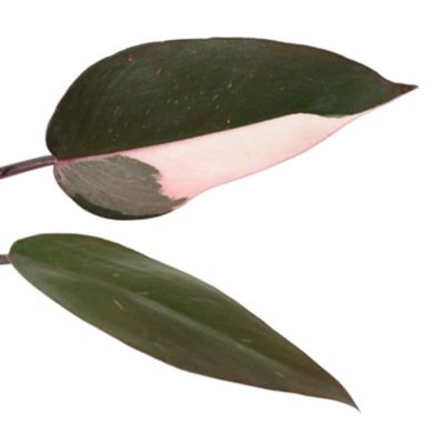 Image showing  4 in. Pink Princess Philodendron Plant