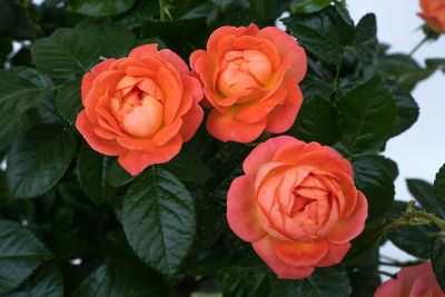 National Plant Network Orange Glow Knockout Rose Bare Root Plants, 2-Pack