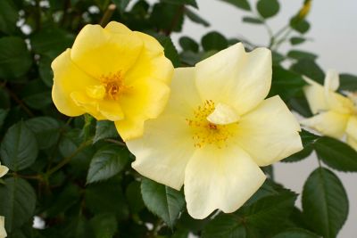 National Plant Network Yellow Easy Bee-Zy Knockout Rose Bare Root Plants, 2-Pack