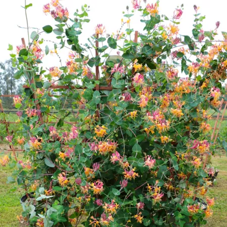 National network of plants 2.5 qt Serotina Red Honeysuckle Lonicera Plant Perennials