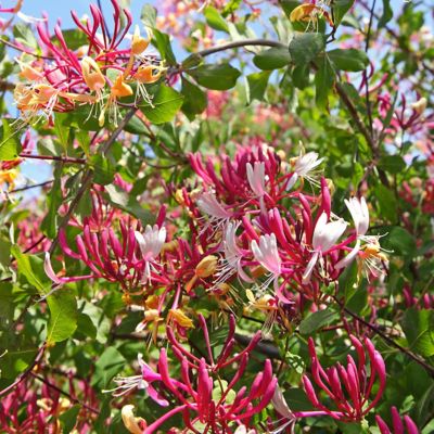 Image showing  2.5 qt. Red Serotina Honeysuckle Lonicera Plant