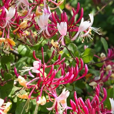 Image showing  2.5 qt. Red Serotina Honeysuckle Lonicera Plant
