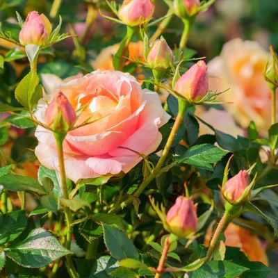 Image showing  Orange/Yellow Helen Hayes Hybrid Tea Rose Bare Root Plants, 2-Pack