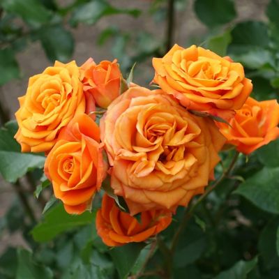 Image showing  Orange/Yellow Maria Stern Hybrid Tea Rose Bare Root Plants, 2 pc.