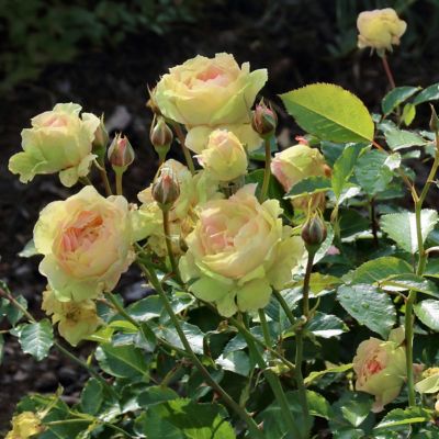 National Plant Network Yellow Mint Julip Hybrid Tea Rose Bare Root Plants, 2-Pack