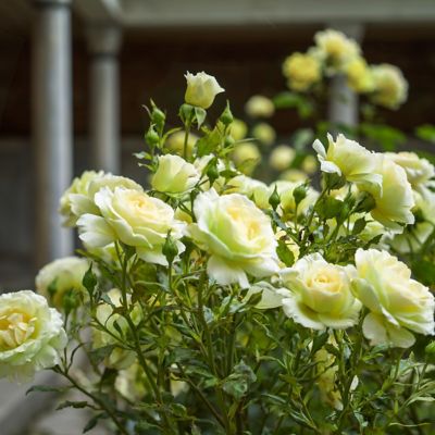 Image showing  Yellow Mint Julip Hybrid Tea Rose Bare Root Plants, 2-Pack