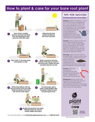 Image showing  Yellow Mint Julip Hybrid Tea Rose Bare Root Plants, 2-Pack