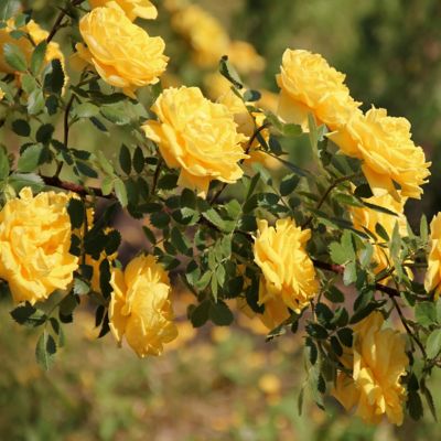 Image showing  Royal Gold Climbing Rose Bare Root Plants, 2-Pack