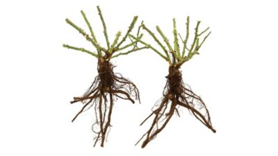 Image showing  Royal Gold Climbing Rose Bare Root Plants, 2-Pack