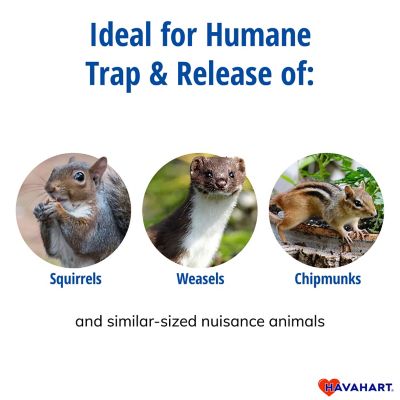 Image showing  1-Door Small Humane Live Catch and Release Animal Trap for Squirrels, Weasels, Chipmunks, & Small Animals