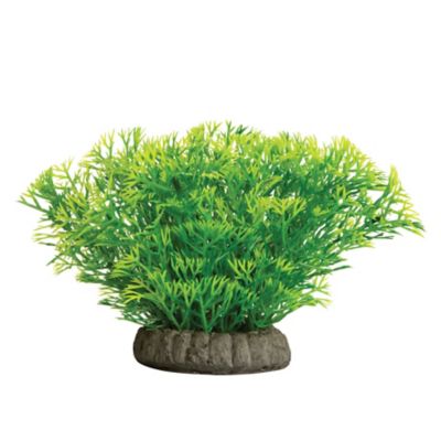 Image showing  Javamoss Plant