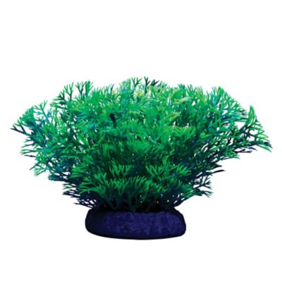 Image showing  Javamoss Plant