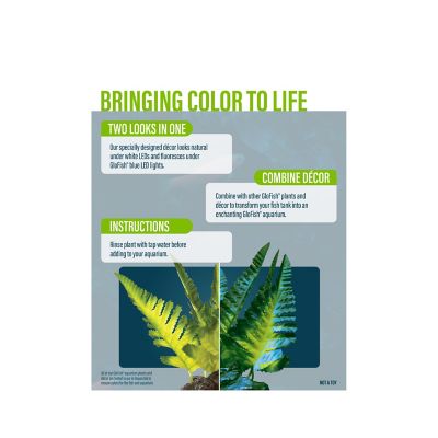 Image showing  Yellow Fern Plant