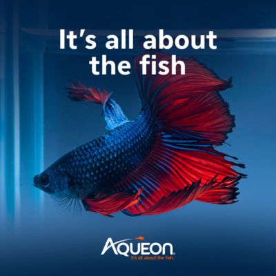 Image showing 6 th Aqueon Pure Betta Beads, Purple, 12 oz.