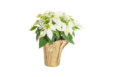 White Poinsettia, FG00096063