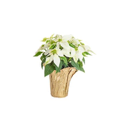 White Poinsettia, FG00096063