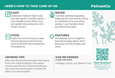 Image showing 15 in. White Poinsettia Plant in 7 in. Pot, 1 pc.