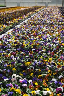 Image showing 1.50 gal. Hb Pansy Combo, IN00211