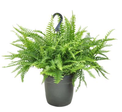 Costa Farms 16 in. Potted Boston Fern House Plant in 10 in. Grower Pot, 1 pc.