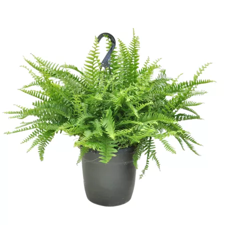 Costa Farms 16" Boston Fern Potted Houseplant in 10" Grow Pot 1 Count. Succulents & House Plants