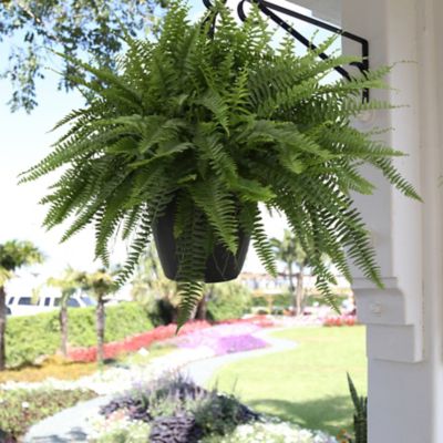 Image showing  16 in. Potted Boston Fern House Plant in 10 in. Grower Pot, 1 pc.