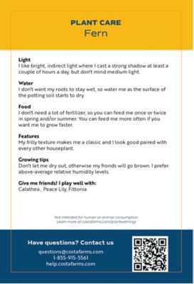 Image showing  16 in. Potted Boston Fern House Plant in 10 in. Grower Pot, 1 pc.