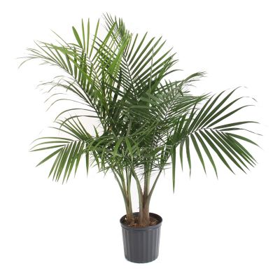 Costa Farms 48 in. Majesty Palm Plant in 12 in. Grower Pot, 1 pc.