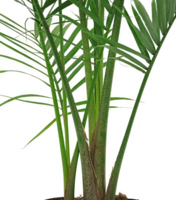 Image showing  48 in. Majesty Palm Plant in 12 in. Grower Pot, 1 pc.