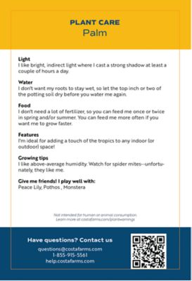 Image showing  48 in. Majesty Palm Plant in 12 in. Grower Pot, 1 pc.