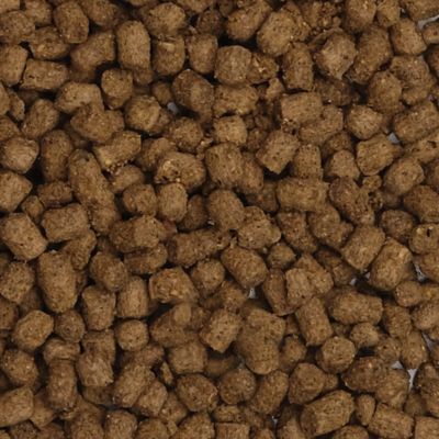 Image showing  Bug Bites Cichlid Pellets, 3.5 oz.