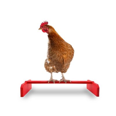 Backyard Barnyard Chicken Roosting Bar Perch for Poultry Coop or Chick Brooder, Washable, Made in USA