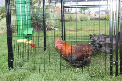 Image showing  Poultry Drinker Float