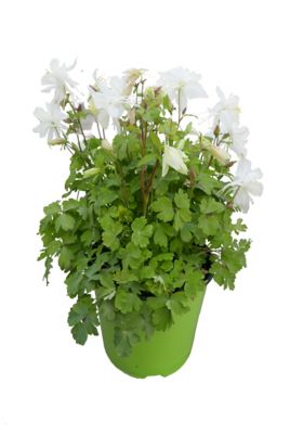 Aquilegia, 28289200010