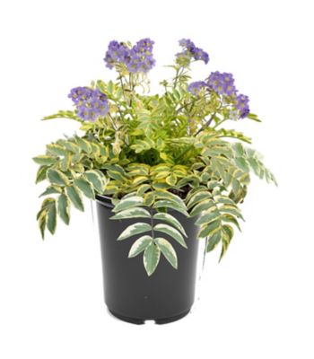 Polemonium, 28289224351